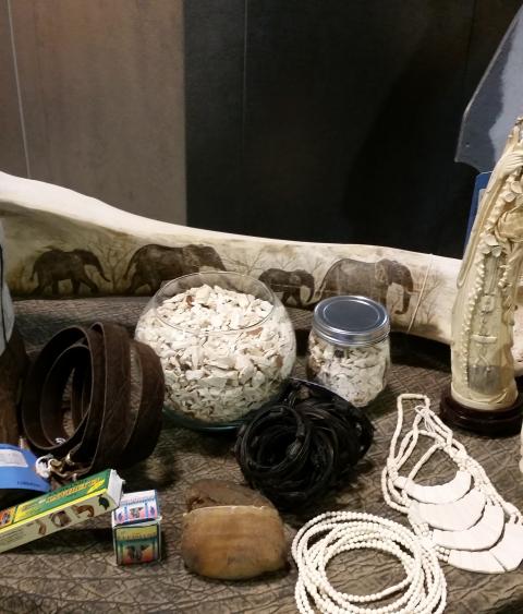 Illegal wildlife products