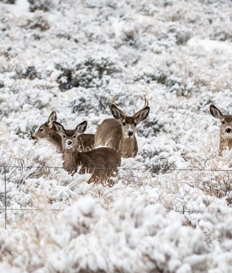 Wintering Deer in Oregon