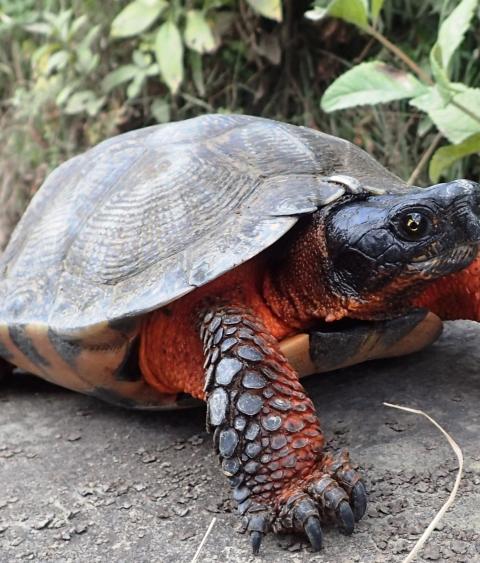 Wood turtle