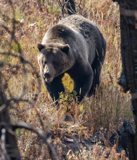 Grizzly bear in Wyoming