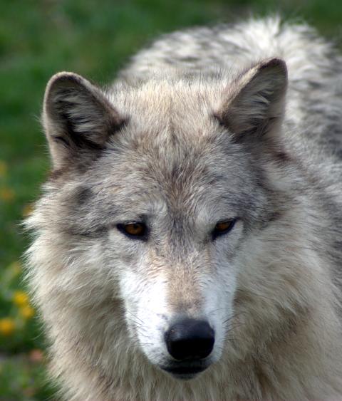 Gray wolf in Yellowstone