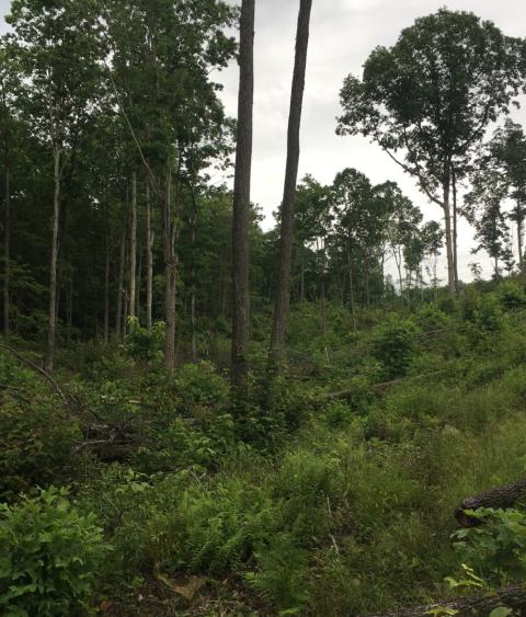 Young forest habitat