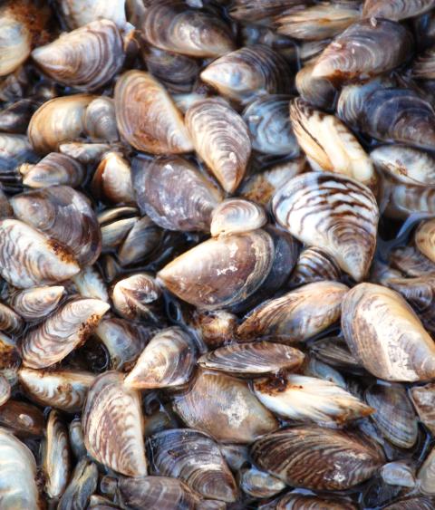 zebra mussels