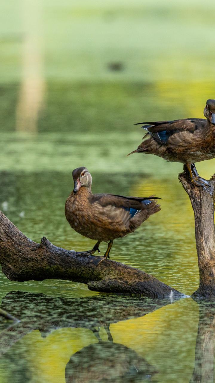 Wood ducks perched on branches jutting out of duckweed-covered water