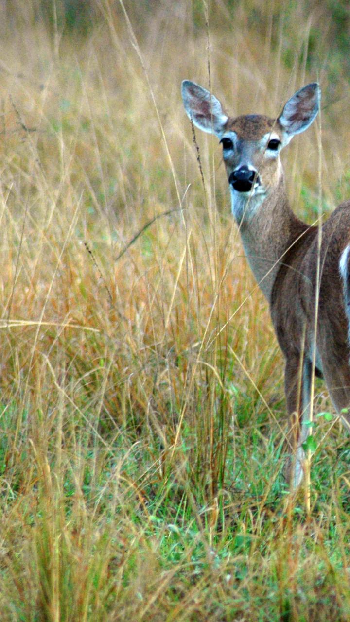 Female white-tailed deer
