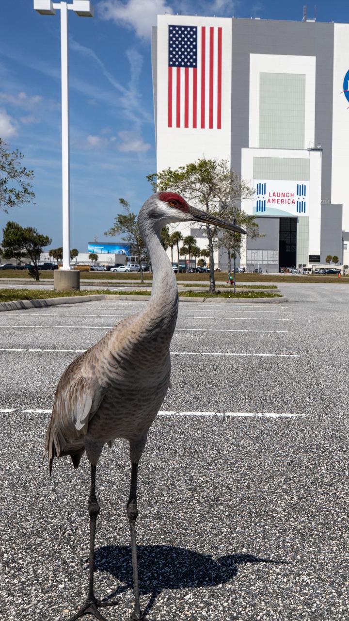 Sandhill cranes outside the Kennedy Space Center