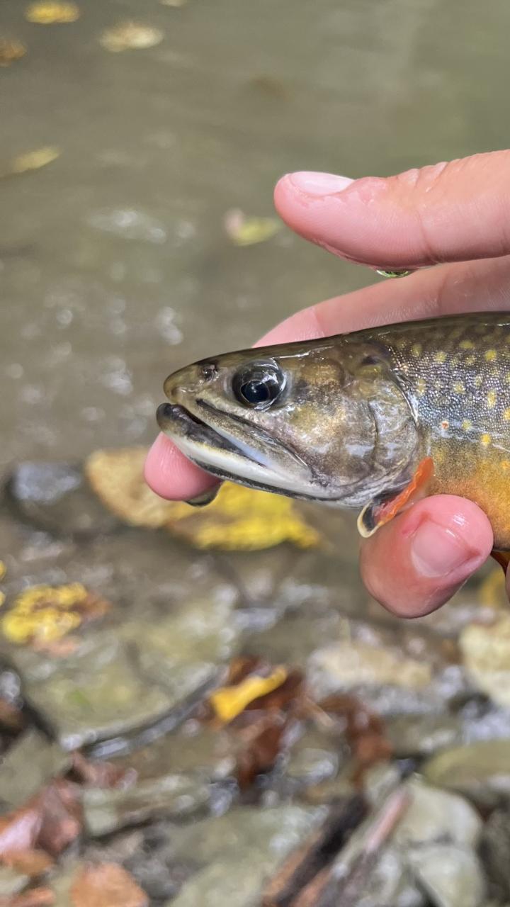 Photo of an Eastern brook trout in a person's hand