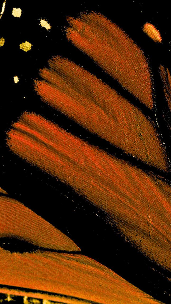 Monarch Butterfly Wing