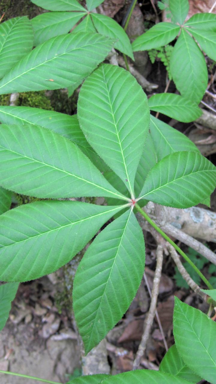 Green Ohio buckeye leaves
