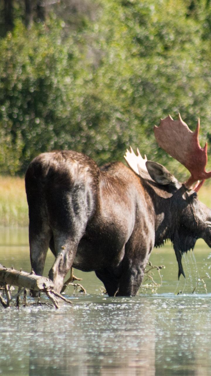 Moose in water