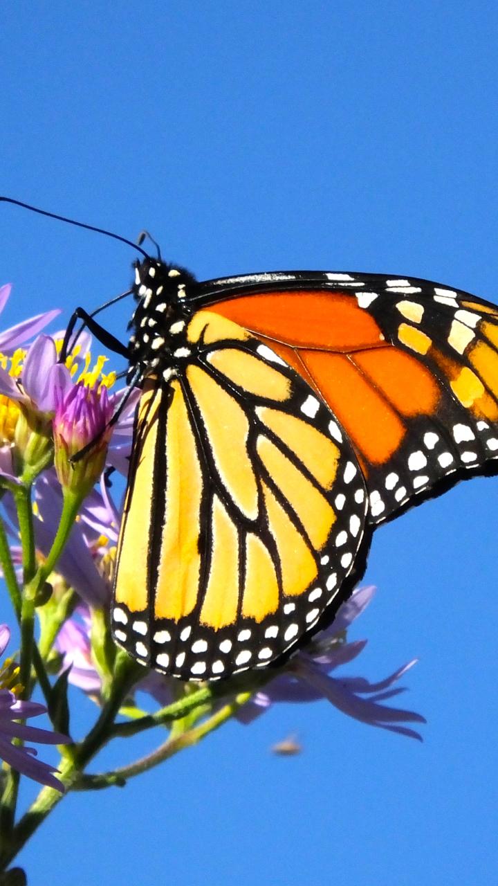 Monarch butterfly
