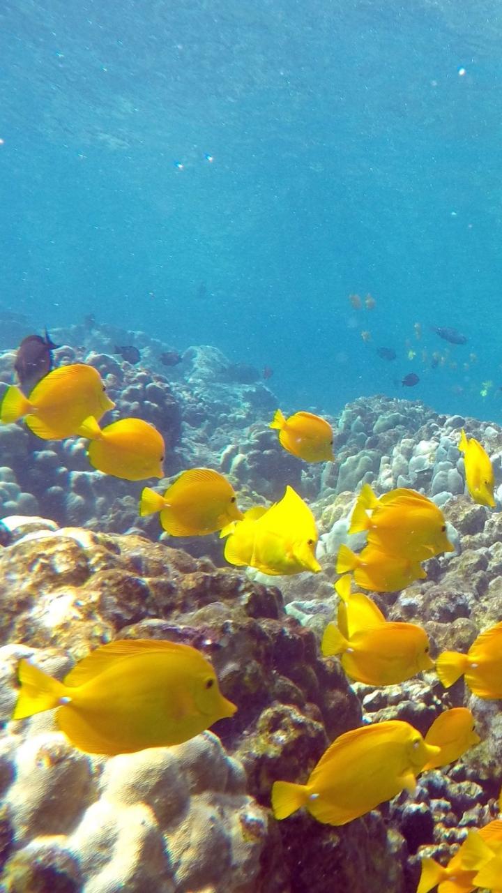 a school of Yellow Tang