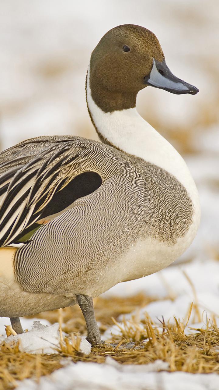 PIntail ducks