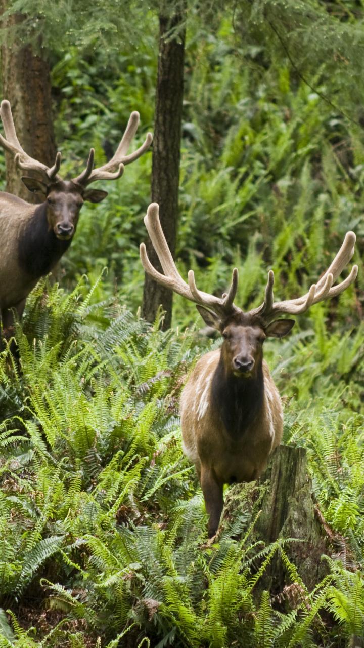 Roosevelt elk pair