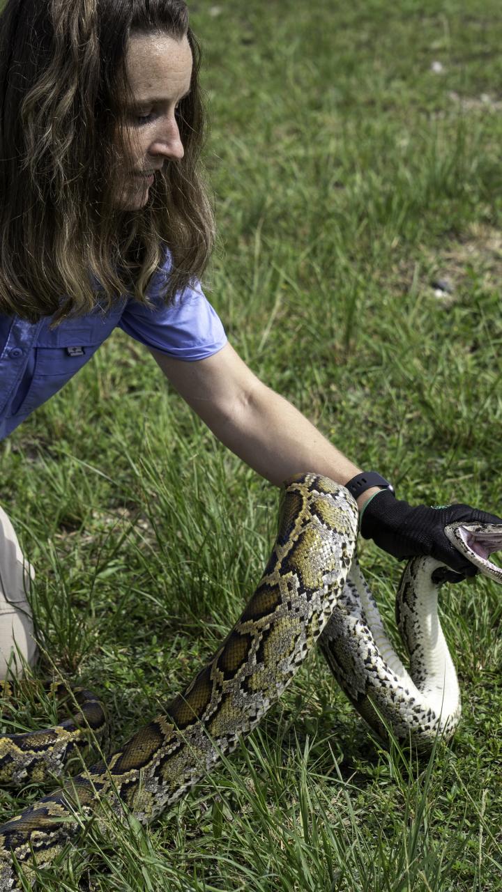 2023 Florida Python challenge activity