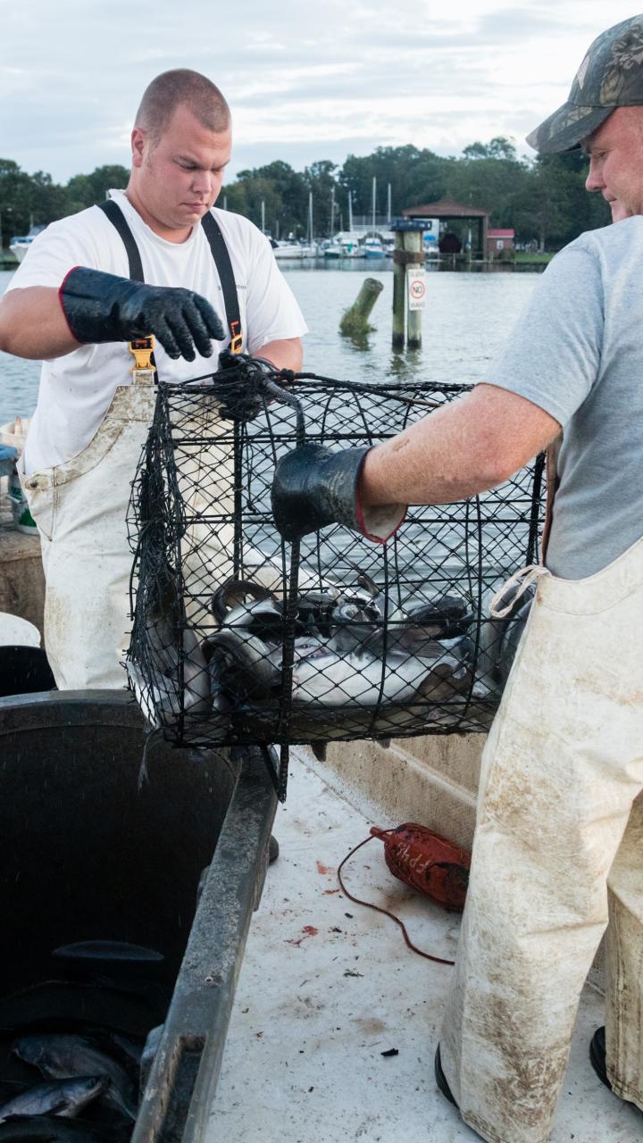 Commercial fishermen in Chesapeake Bay 