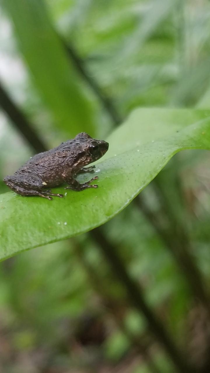 Coqui frog