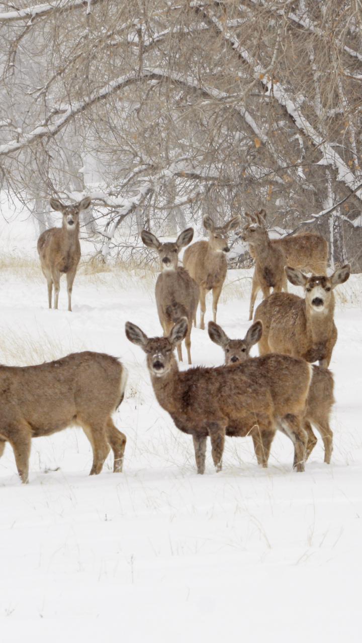 Deer herd