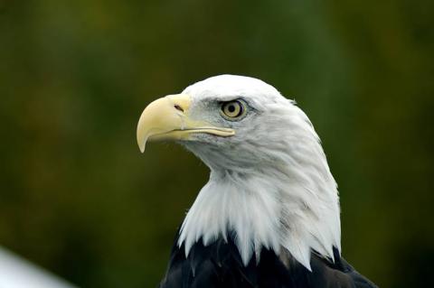 Close up head shot of bald eagle