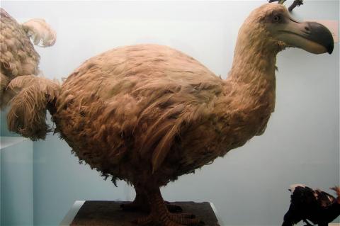 Image of Dodo Bird