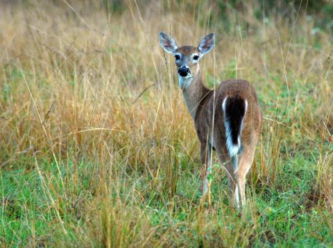 Female white-tailed deer