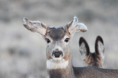 Mule deer doe
