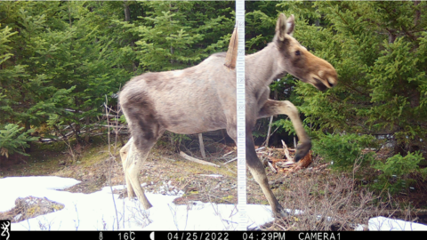 Ghost moose showing significant hair loss in Maine