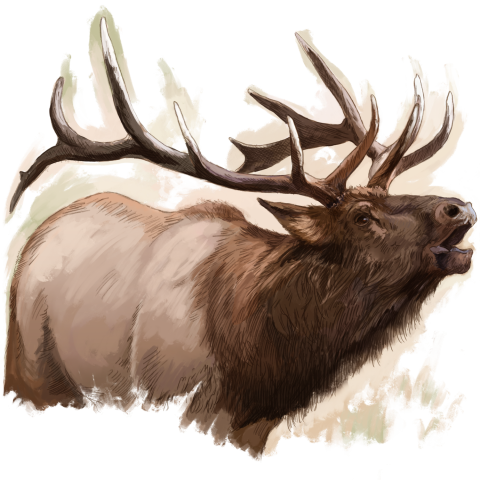 Colored drawing of elk