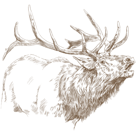 Field sketch of elk