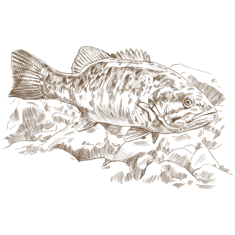 Field sketch of smallmouth bass