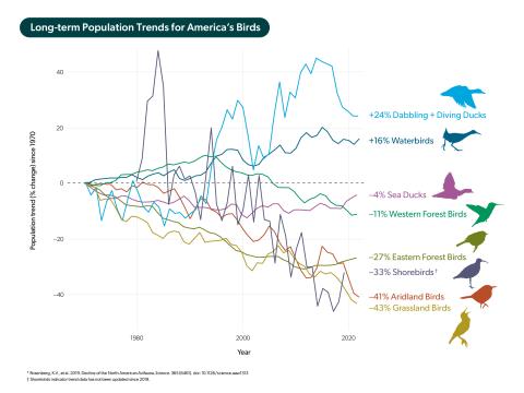 Line chart depicting bird population trends