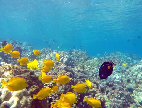 a school of Yellow Tang