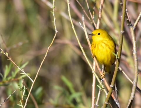 Yellow warbler