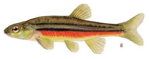 Northern Redbelly Dace