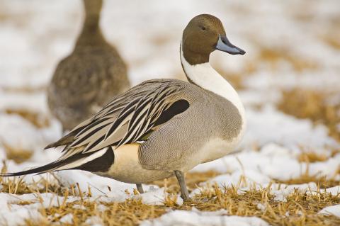 Northern pintail