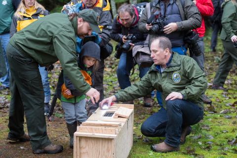 Washington Department of Fish and Wildlife Biologist Prepares to Release a Fisher for Reintroduction
