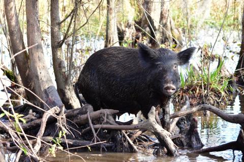 a feral hog in the swamp