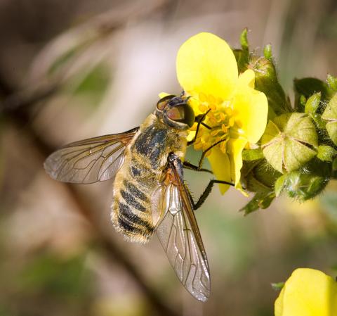 Bee during pollination