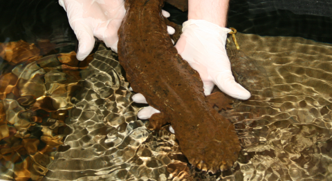 Eastern hellbender