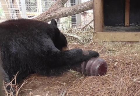 GrubCan Test - Brevard Zoo