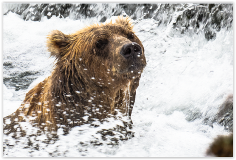 A female Kodiak brown bear at the Kodiak National Wildlife Refuge in Alaska