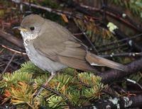 BIcknell's Thrush