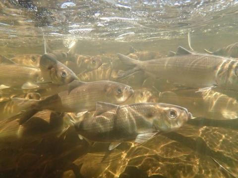 Alewives