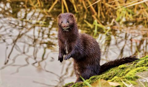 American mink