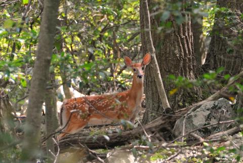 Whitetail deer on Appalachian Trail