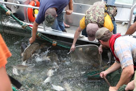 Netting Asian Carp