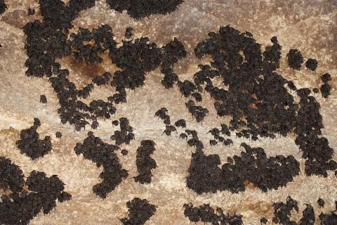 Hibernating Indiana bats