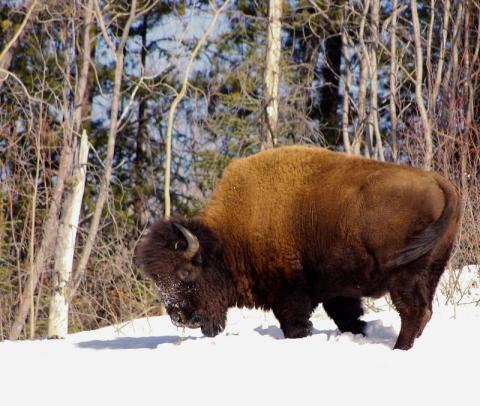Bison in the snow