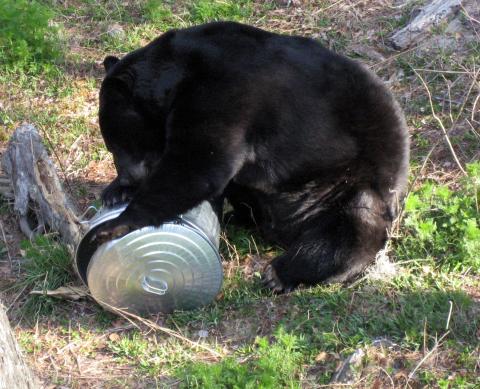 Black bear exploring garbage container