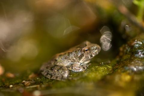 Blanchard's cricket frog